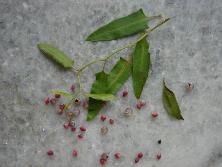 Rama, frutos y semillas de zarzaparrilla colorada (<i>Muehlenbeckia sagittifolia</i>)<br>Foto: Gastón